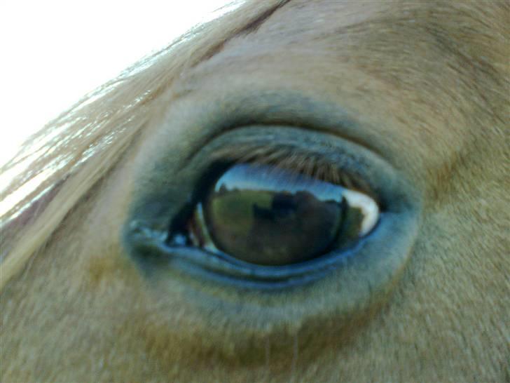 Anden særlig race Ilona - øje (: billede 17