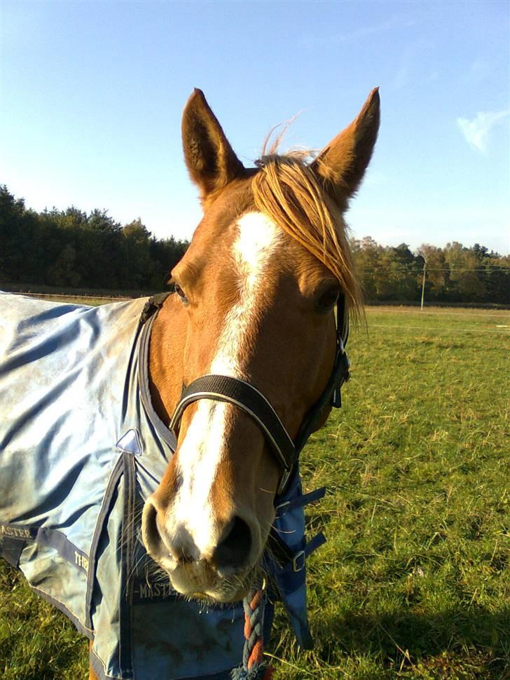 Anden særlig race Ilona - sommer 2008 (: billede 18