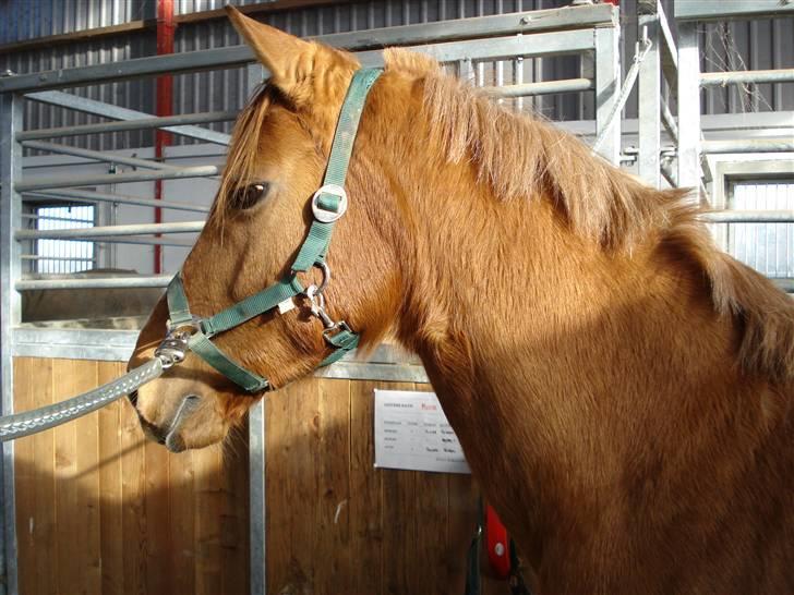 Anden særlig race Ilona - li da jeg fik hende (: billede 19