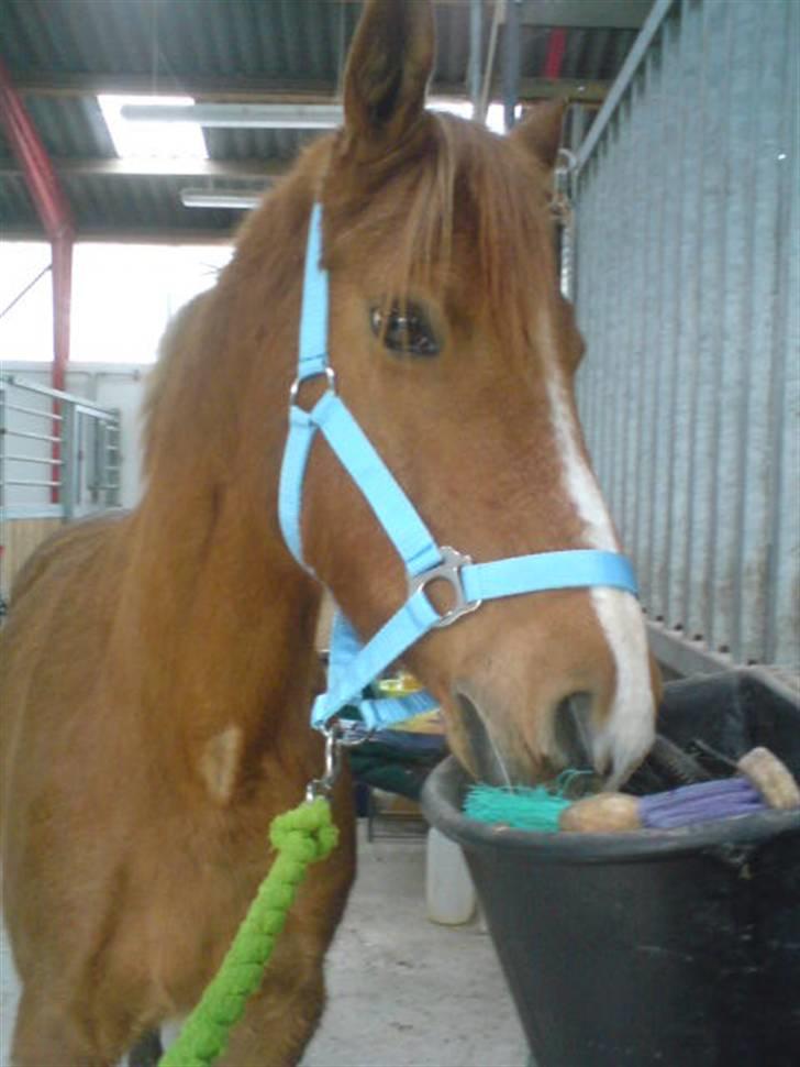 Anden særlig race Ilona - hvor er jeg fin hva? :) billede 20