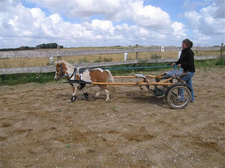 Shetlænder Timon - Timon er kørt til som 2 års. Det er han super god til. billede 12