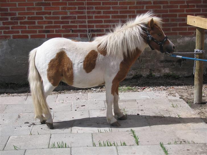 Shetlænder Timon - Jeg hænger lige i tovet og slapper af. billede 14