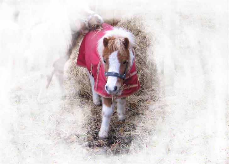 Shetlænder Timon - Se min vinterjakke!!! billede 15