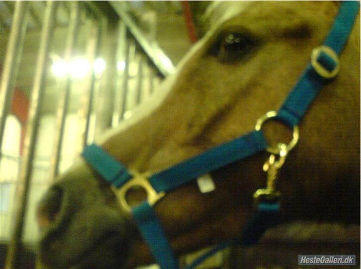 DSP Theo D. 2 *pensioneret* - theo tæt på inde i boksen billede 8