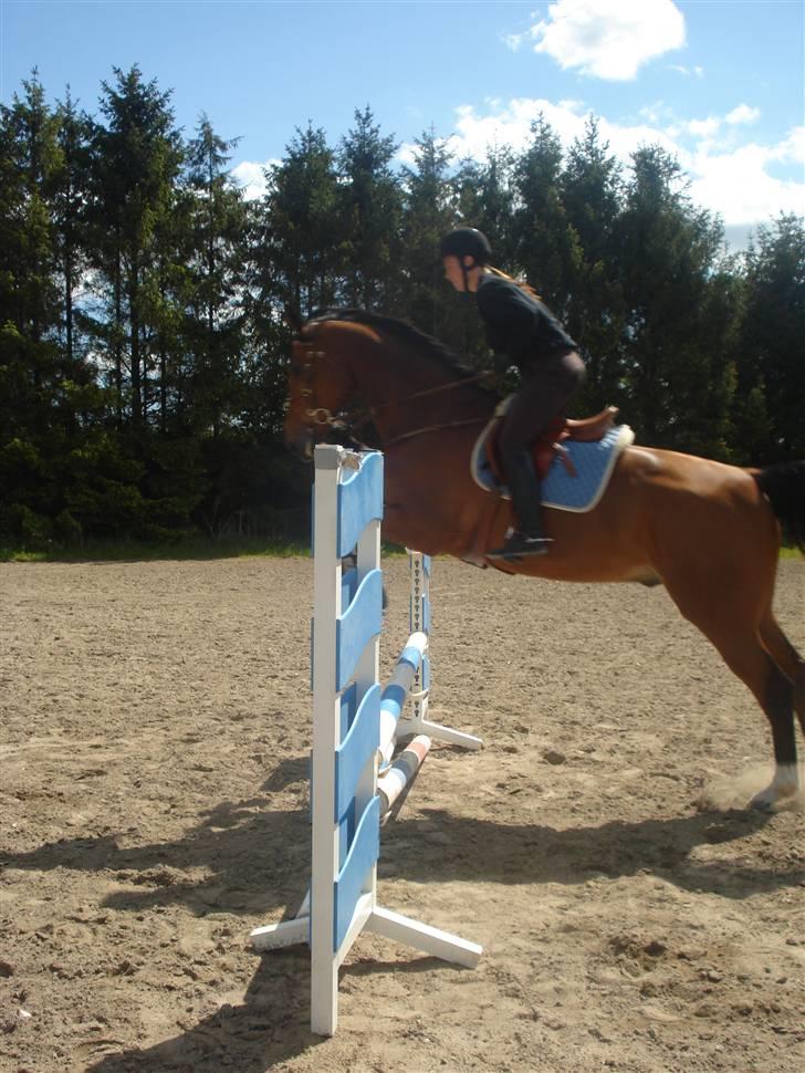 Dansk Varmblod Ratata R.I.P min dejlige dreng - spring lone ratata 70cm billede 11