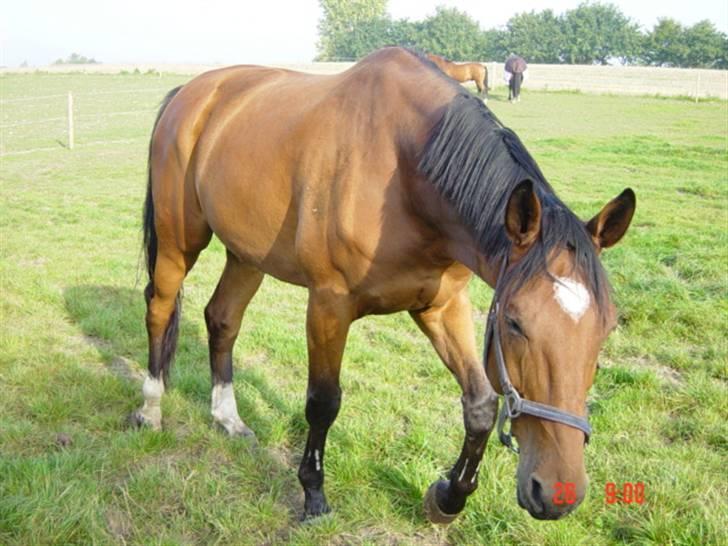 Dansk Varmblod Ratata R.I.P min dejlige dreng billede 13