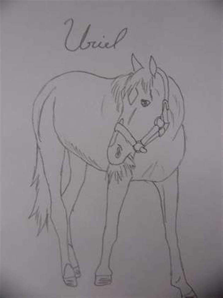 Traver Uriel(R.I.P) - Julie  Elsker fjordheste billede 20