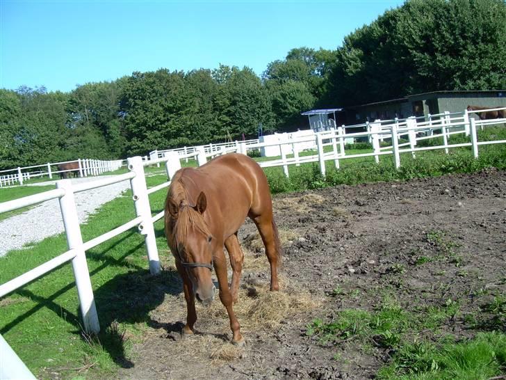 Traver Kristi Spirit - Her står hun alene billede 10