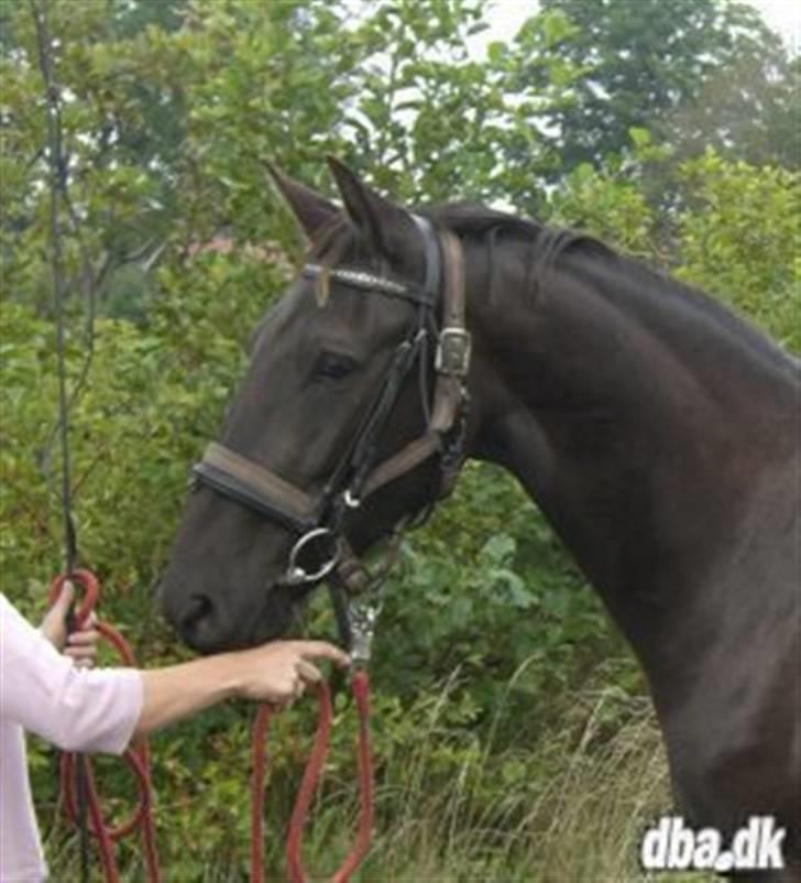 Anden særlig race Micado SOLGT  billede 1