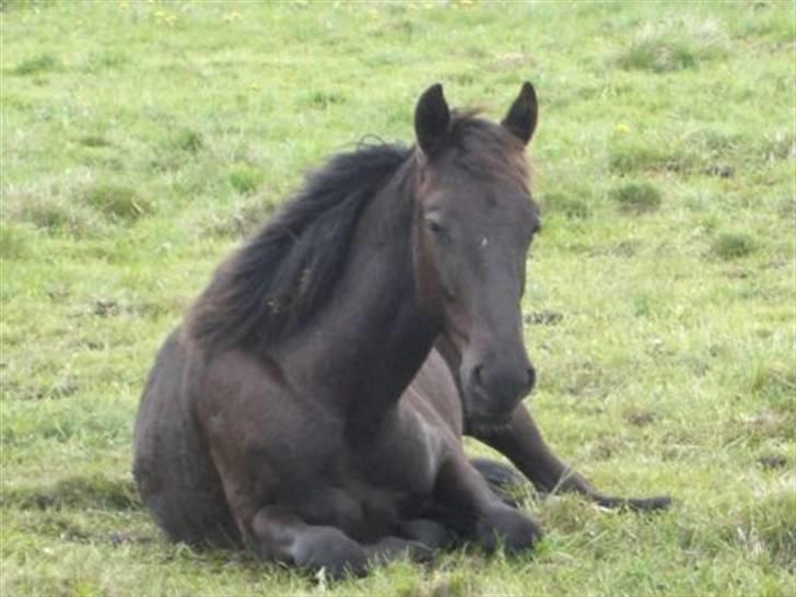 Anden særlig race Micado SOLGT  - Micado sommeren 06 - 1 år gammel billede 3