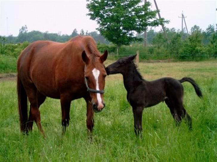Anden særlig race Micado SOLGT  - Micado 1 dag gammel billede 4