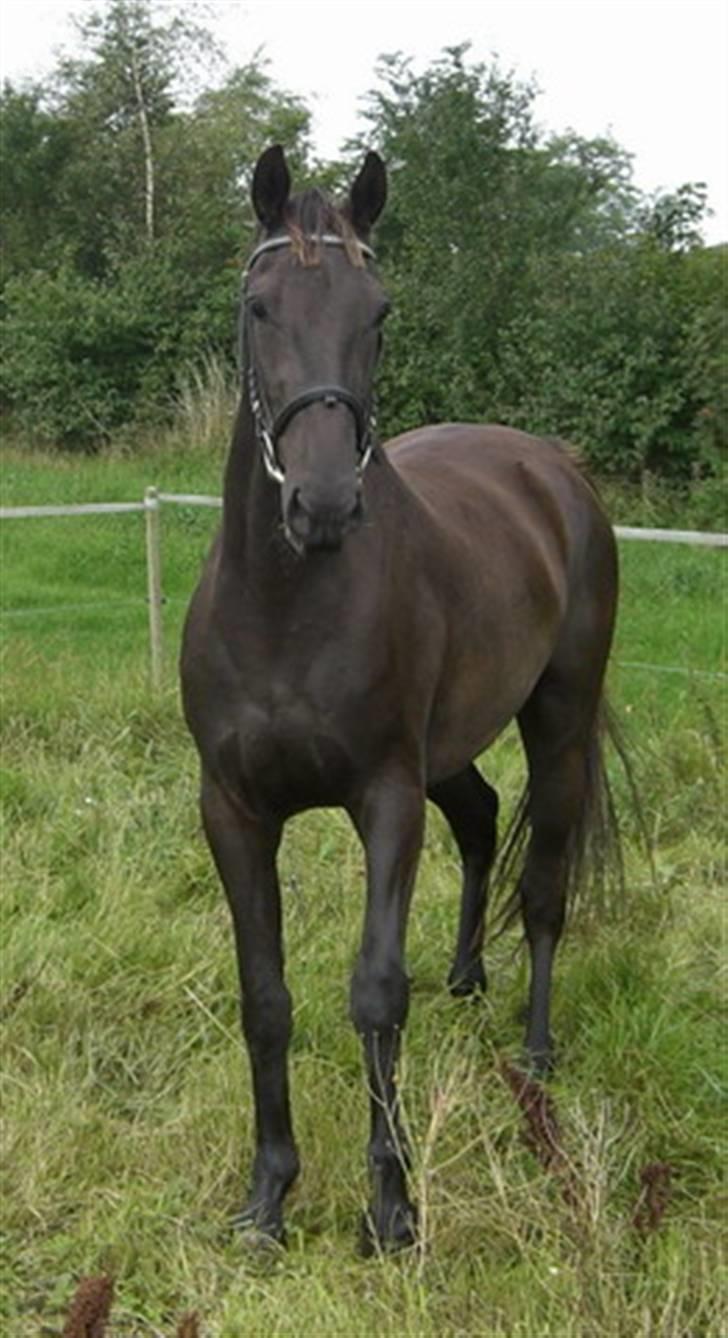 Anden særlig race Micado SOLGT  - sept. 08 billede 5