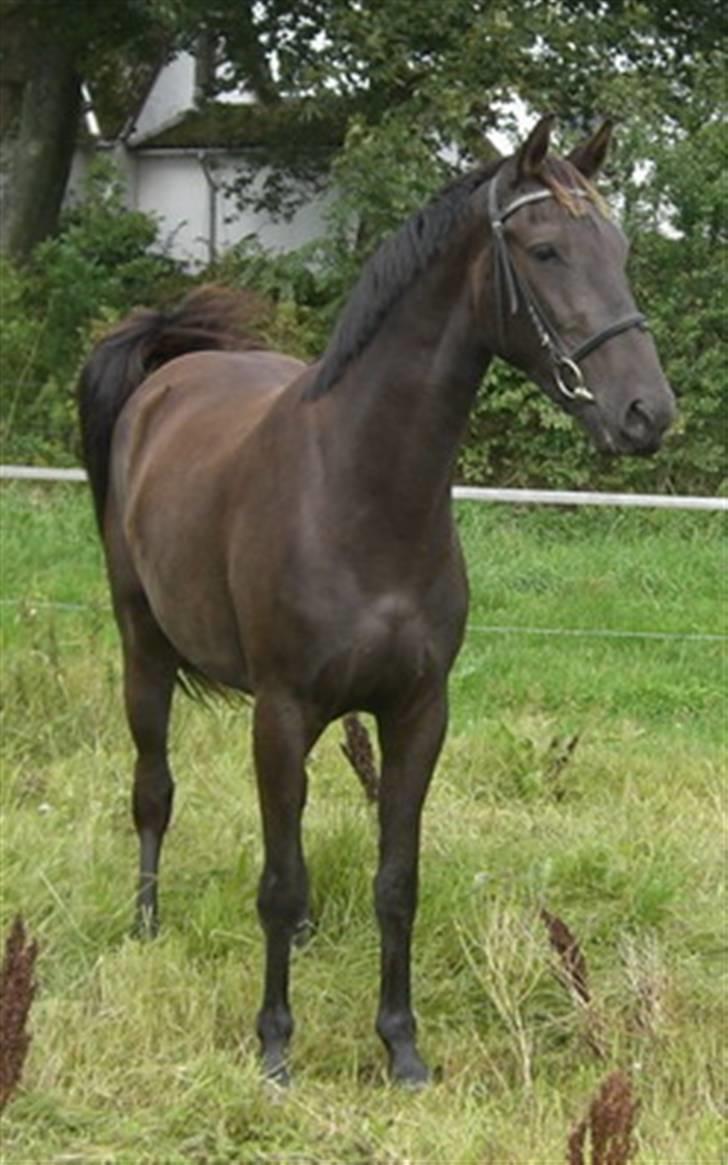 Anden særlig race Micado SOLGT  billede 6