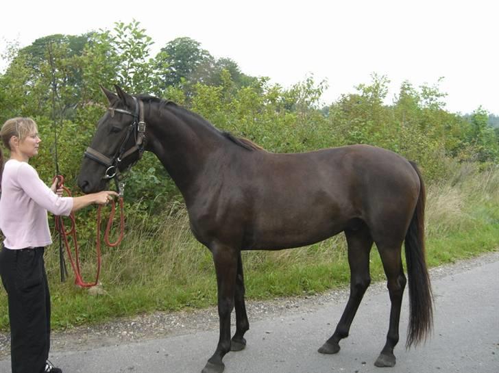 Anden særlig race Micado SOLGT  billede 7