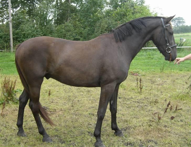 Anden særlig race Micado SOLGT  billede 8