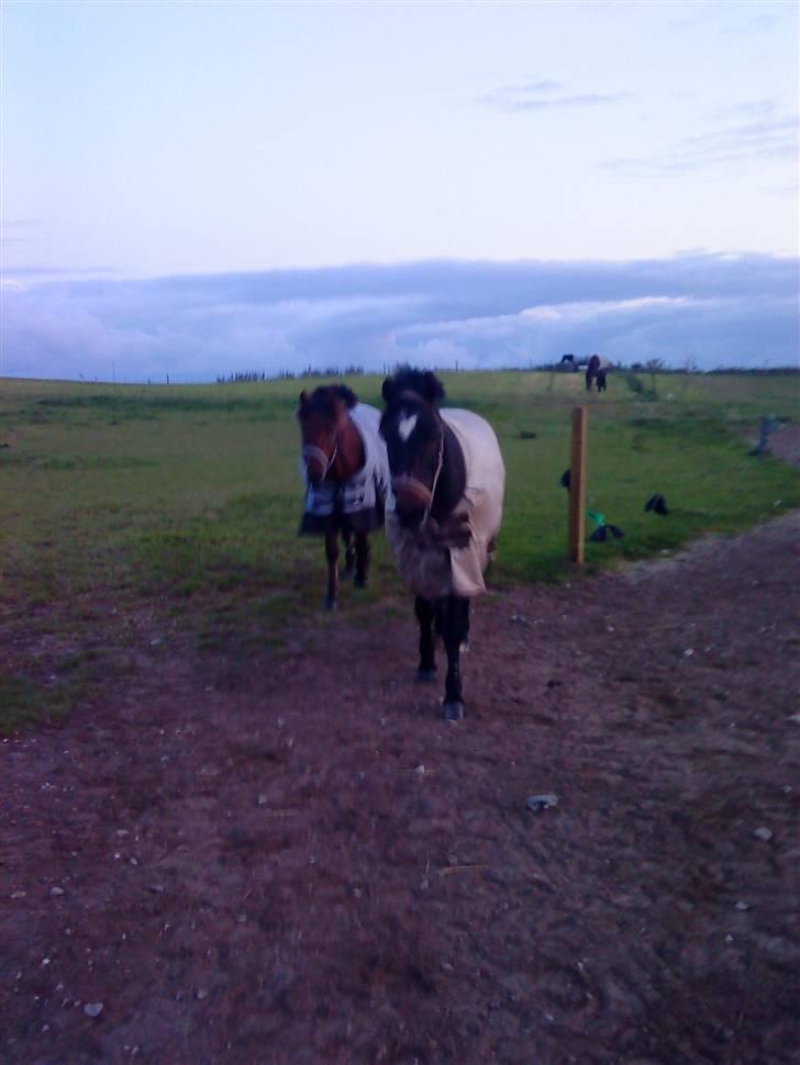 Connemara Bobby Af Boest-Nørregaard - Pony på marken :) billede 7