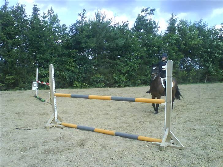 Connemara Bobby Af Boest-Nørregaard - Rolig lille bobby <3 billede 8