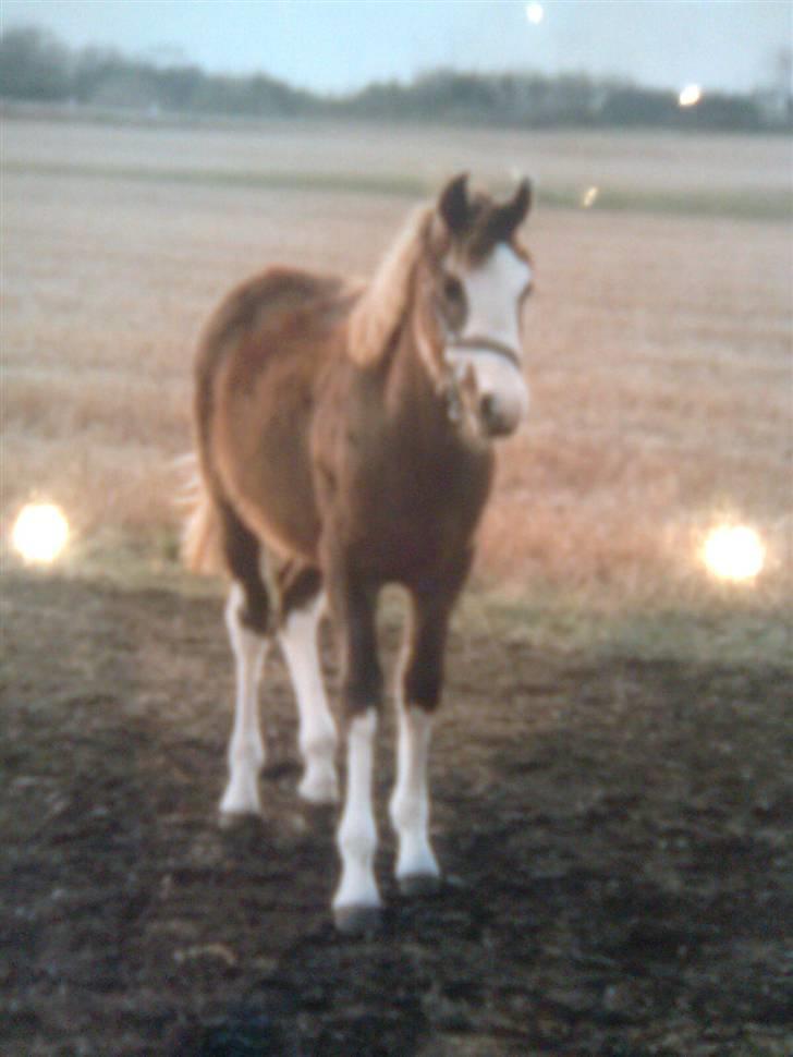 Anden særlig race Happy dane solgt - tror han er 2 år der, det er i efteråret. billede 11