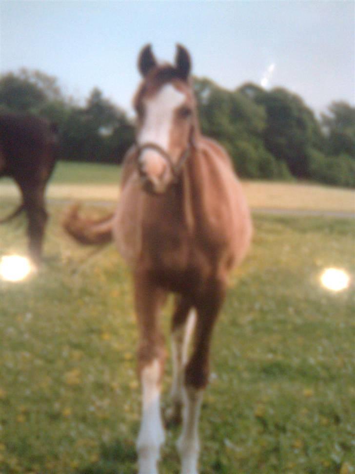 Anden særlig race Happy dane solgt - 2 år gammel,sommer. :) billede 12