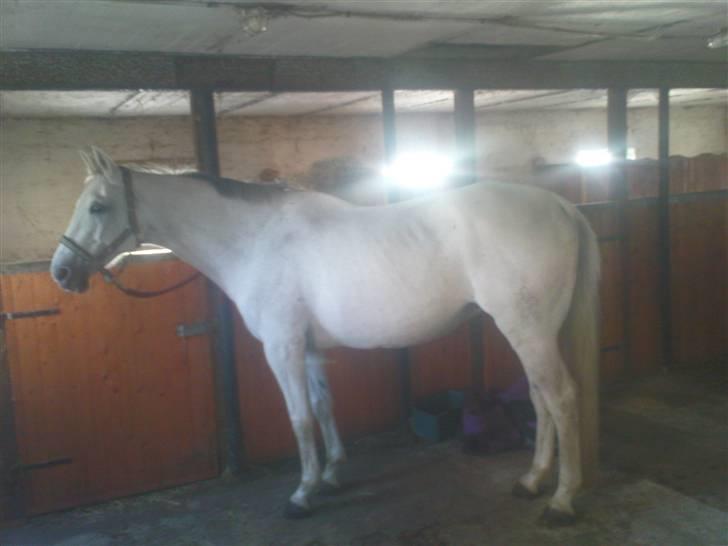 Trakehner Galico R.I.P Himmelhest billede 10