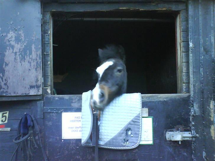 Anden særlig race Spitco - se mit smukke underlag billede 17