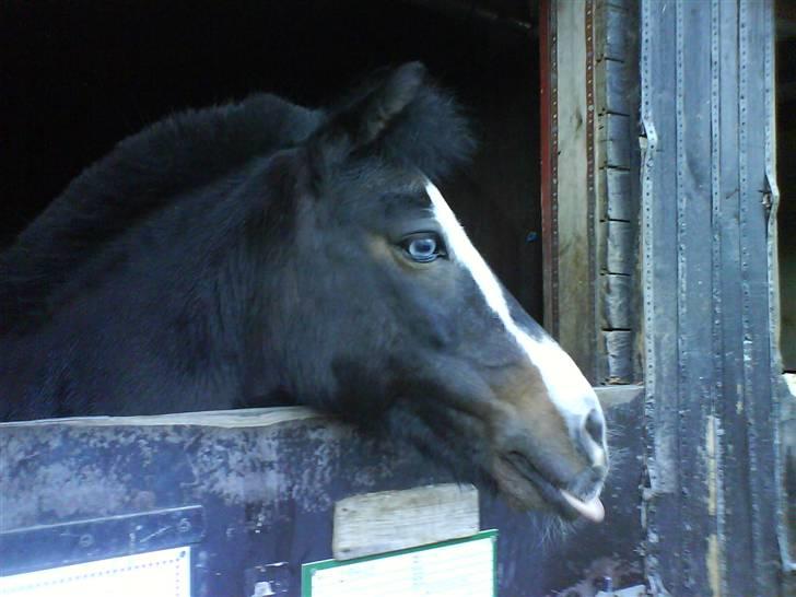 Anden særlig race Spitco - farvel og se lige min tunge billede 18