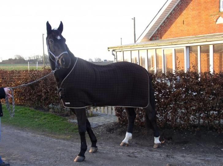 Anden særlig race Samoray R.I.P Savnet.  - lige inden han skulle til ansager og aflives. billede 3