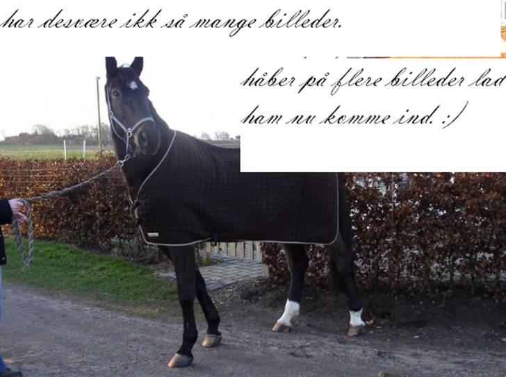 Anden særlig race Samoray R.I.P Savnet.  billede 4