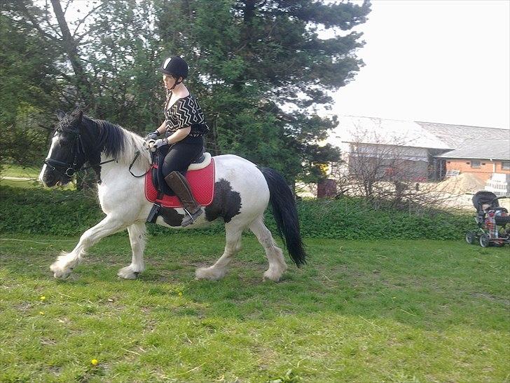 Irish Cob Gipsy - Gipsy og jeg 27/4-11 billede 1