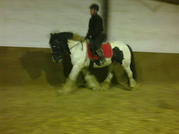Irish Cob Gipsy - nyt billede af Gipsy og mig :-) 8-11-10 billede 2