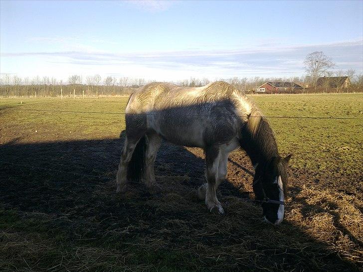 Irish Cob Gipsy - nyt 23/1-11... har lige fået lov at kommeud uden dækken.. :-) billede 3