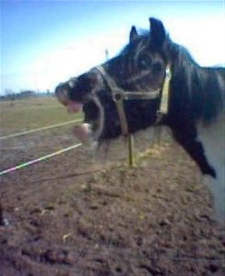 Irish Cob Gipsy - gipsy er træt... (gammelt billede, men syns det er sødt) billede 4