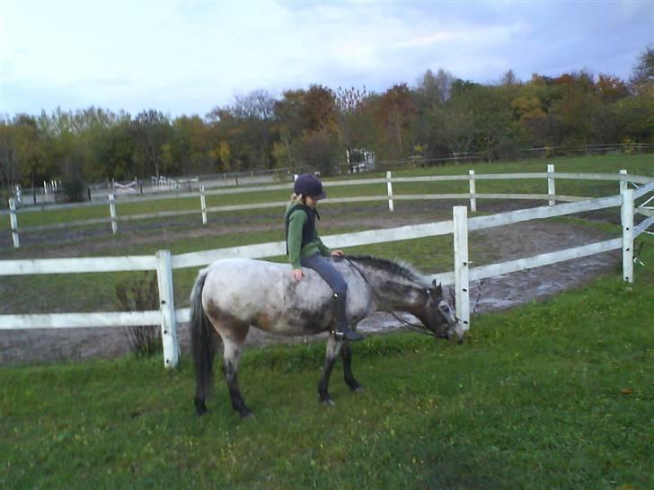 Anden særlig race Tøsen RIP. - nyt* Tøllebølle efter spring træning D. 22/10 »foto:maria*desværre med mobil« men ret sødt :´D Jeg elsker dig tøllebølle billede 14