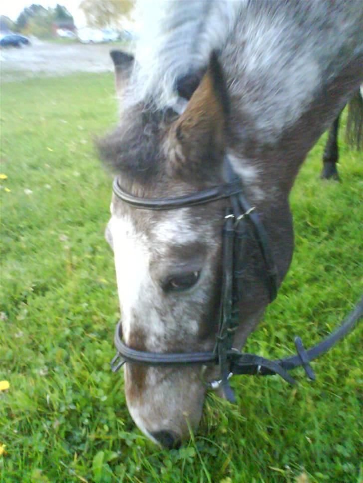 Anden særlig race Tøsen RIP. - nyt* tølle efter spring træning D. 22/10 :´D »foto:maria*mig« du er skøn<3.  billede 15