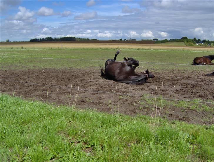 Traver gutta bee # R.I.P # - NYT. billede 13