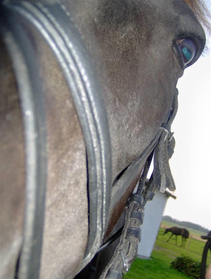 Traver gutta bee # R.I.P # - NYT. billede 14