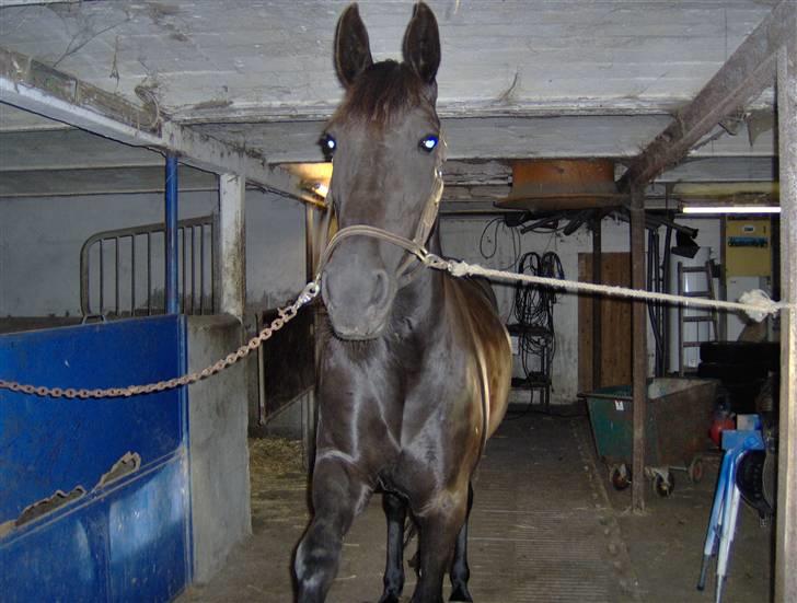 Traver gutta bee # R.I.P # - NYT. billede 15