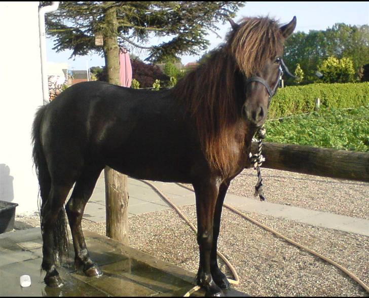 Islænder Týra fra Carlshøj - Týra billede 1