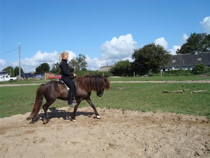 Islænder Týra fra Carlshøj - På ridebanen derhjemme  billede 2