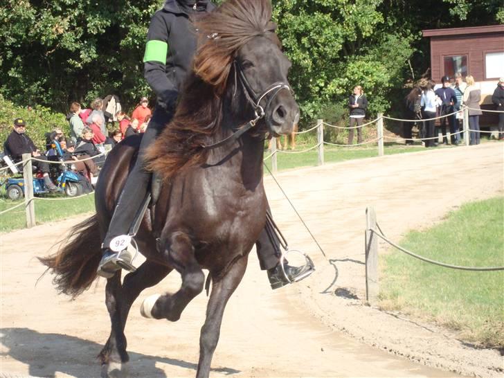 Islænder Týra fra Carlshøj - Til Orelund i tölt med øgning;) billede 3