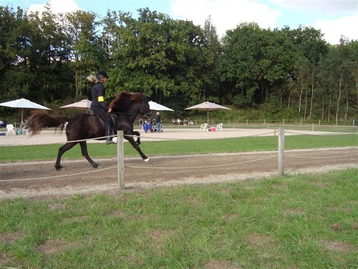 Islænder Týra fra Carlshøj - Til Orelund i galop billede 4