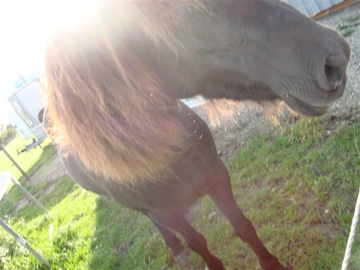 Islænder Týra fra Carlshøj - Týra på folden. Lidt skævt billed ;) billede 5