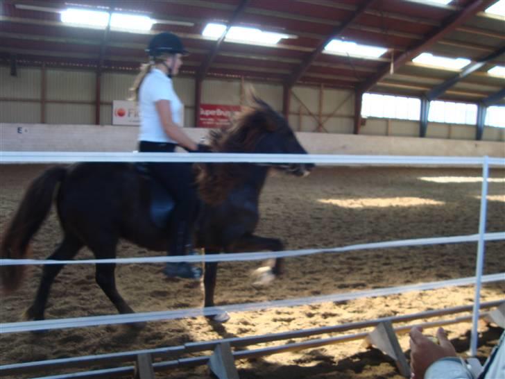 Islænder Týra fra Carlshøj - Til følshow billede 6