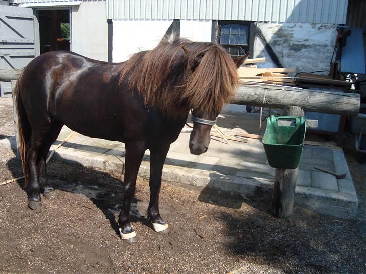 Islænder Týra fra Carlshøj billede 7