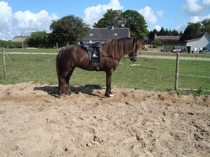 Islænder Týra fra Carlshøj - Longering billede 8