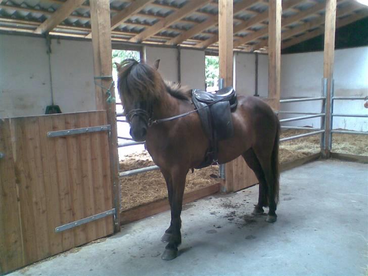 Islænder Týra fra Carlshøj - Týra i stalden billede 9