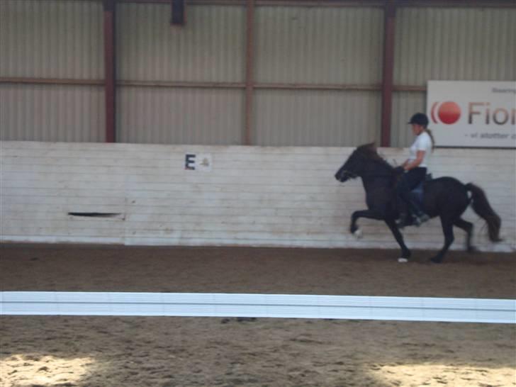 Islænder Týra fra Carlshøj - Til følshow. Fri tölt. (Dårligt billede) billede 10