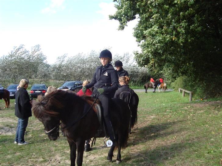 Islænder Týra fra Carlshøj - Til Orelund.. uheldigt billed ;) billede 11