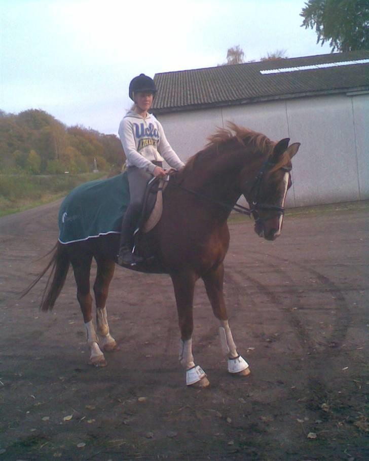 Hannoveraner Heslegårds Lullu - lullu med mig lige efter dressur undervisning billede 12