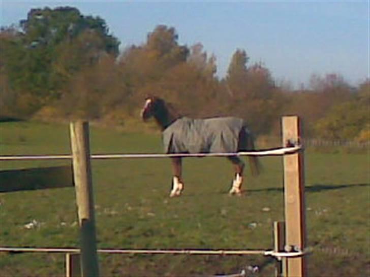 Hannoveraner Heslegårds Lullu - lullu kigger efter comet som ikke er kommet på fold da han skulle ha smed efter jeg havede redet ham =( billede 15
